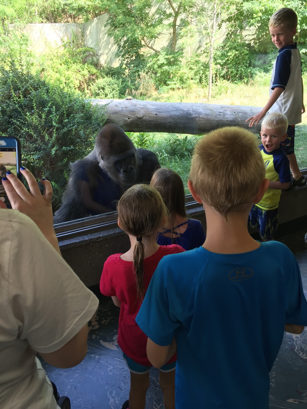 Gorilla watcher 2