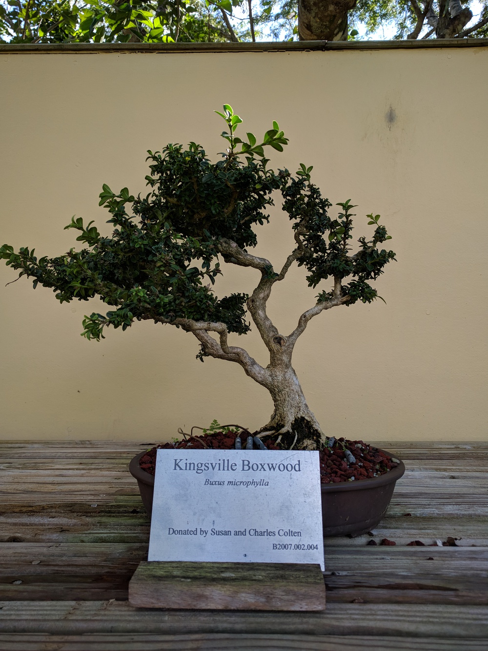 bonsai-resized