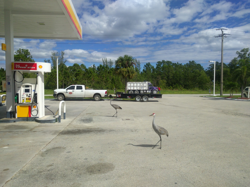 gasstationbirds-resized