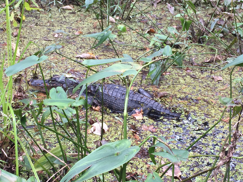 gator_jean_lafitte-resized