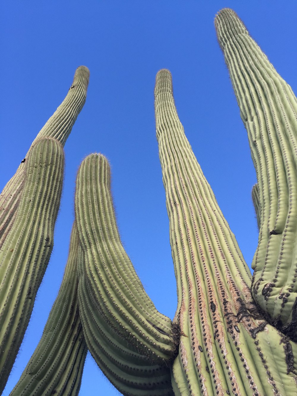 saguaro-close_upward-resized