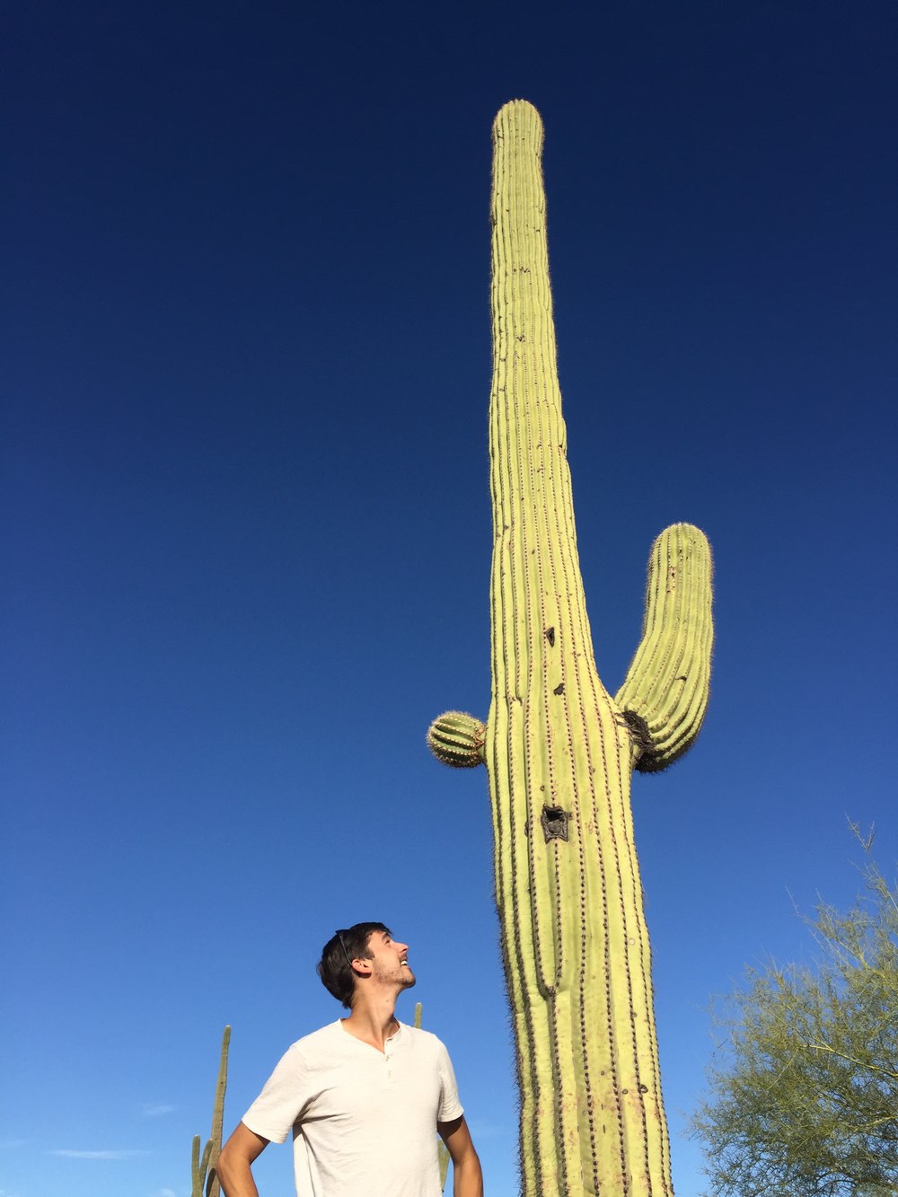 saguaro-dan_looking-resized