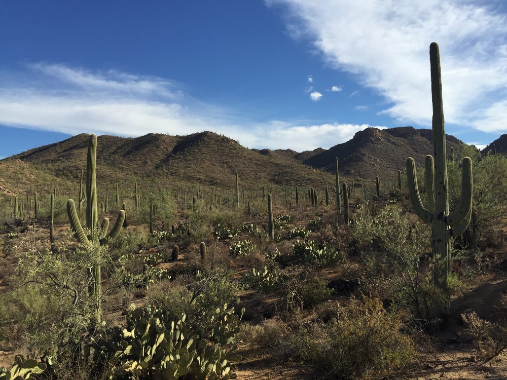 saguaro-landscape1-resized