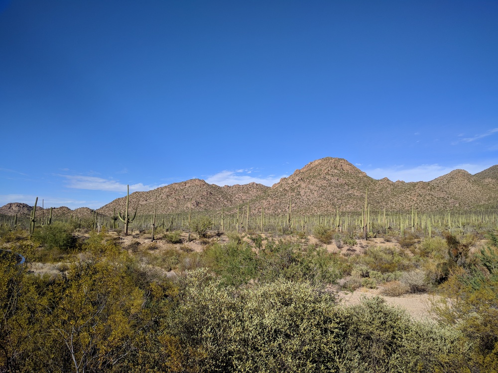 saguaro-wide_landscape-resized