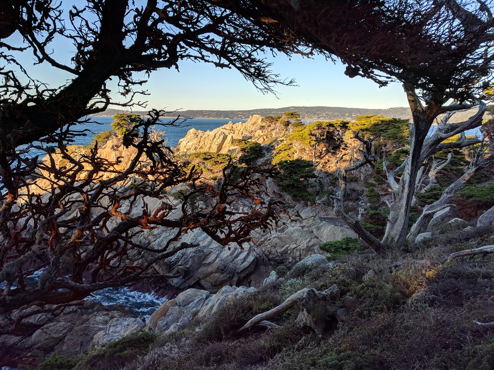 bigsur-lobos_more_lichen-resized