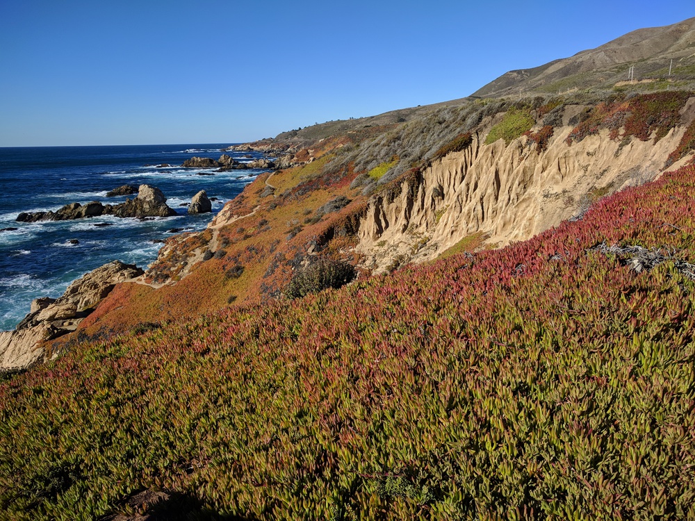 bigsur-succulents-resized