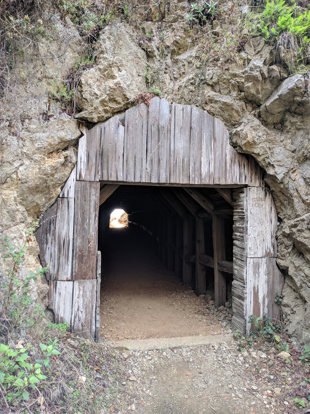 bigsur-wood_tunnel-resized